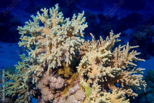 Colorful Fish and corals On Reef in red sea