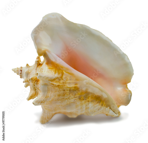 Seashell Strombus gigas