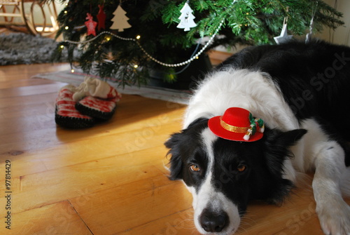 Dog in a hat under the Christmas tree