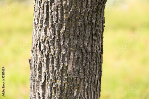 trunk of a tree in a park on the nature