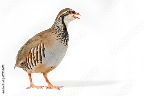 Wildlife studio portrait: Red-legged partridge on white background. Blank space at right.
