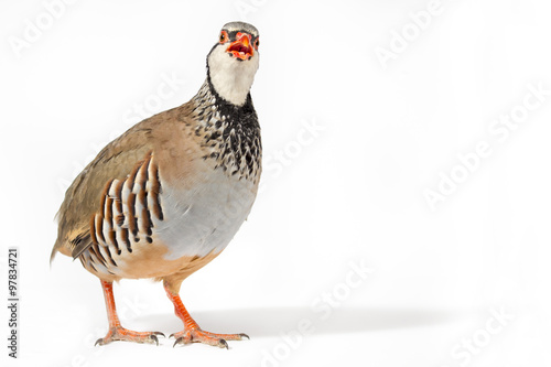 Wildlife studio portrait: Red-legged partridge looking to camera. Blank space at right.