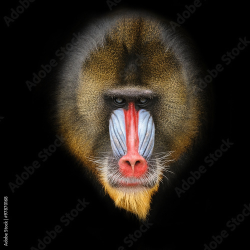 Portrait of the adult male mandrill