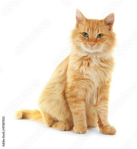 Adorable red cat isolated on white background