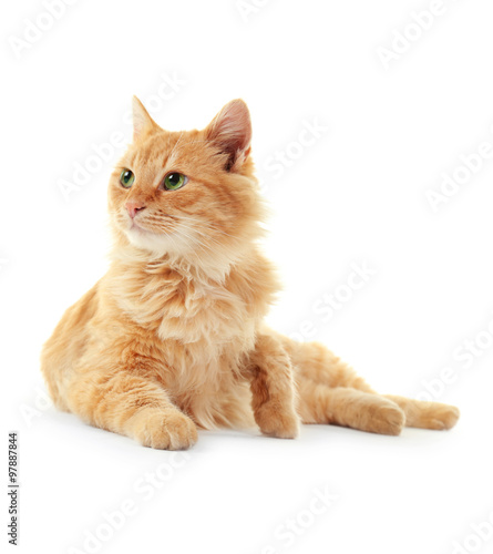 Fluffy red cat cleans itself isolated on white background