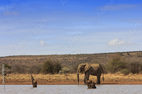 African Elephant drinking 