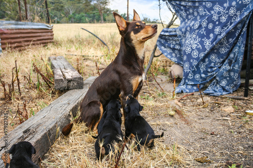 Australian kelpie sheep dog feeding puppies.