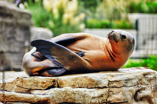 Cute playful California sea lions (Zalophus californianus) on ro