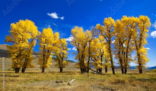 cottonwoods in the Fall