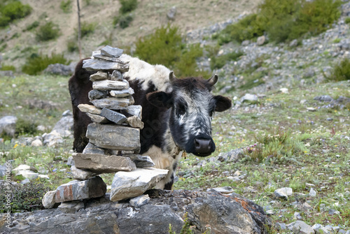 Stos kamieni w Himalajach z cielakiem w tle
