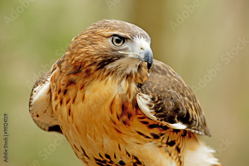 Head shot of a Red Tailed Hawk with green background.