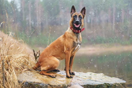 Belgian Shepherd dog Malinois sitting outdoors while snowing