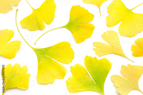 yellow ginkgo leaves on white background