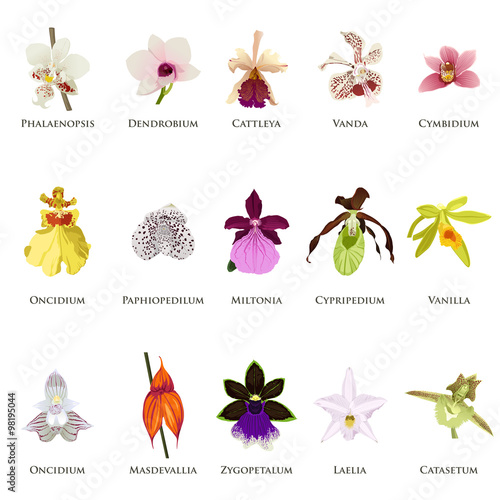 Orchid Icons