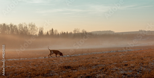Autumn landscape with a hunting dog.