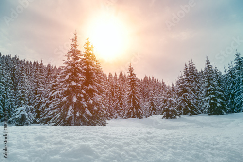 Beautiful sunset in winter forest