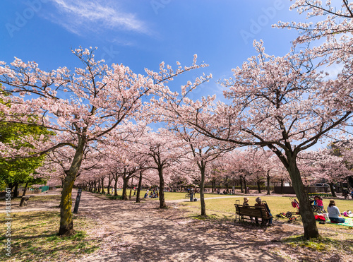 公園のお花見