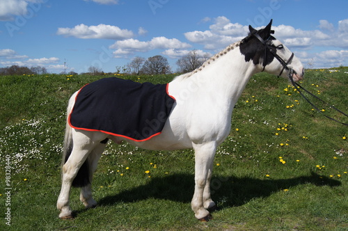 horse wearing tack 