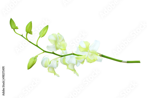 Orchid isolated on white background