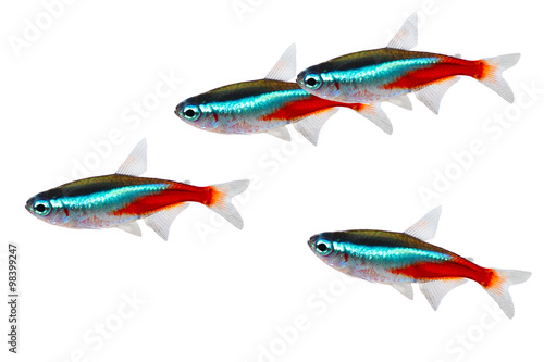 Swarm of Neon Tetra Paracheirodon innesi freshwater fish isolated 