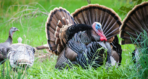 North American wild turkeys during their winter mating season, Tom males displaying and showing-off to the female hens
