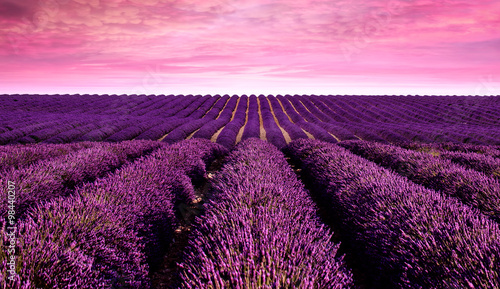 Lavender field Summer sunset landscape