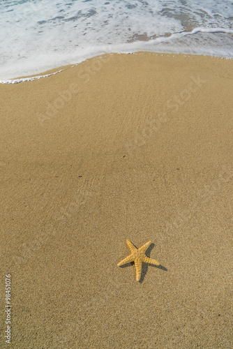 starfish on the beach at sunrise