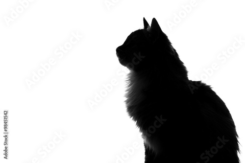 silhouette of fluffy cat on a white background