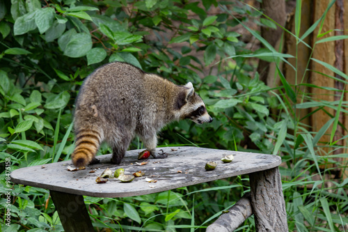 Waschbär frist Obst und Schalen