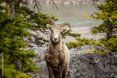 Big Horned Sheep in Banff National Park