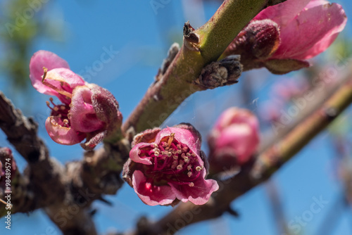 Mandorlo in Fiore