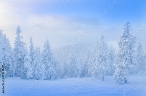 Winter landscape with pine forest covered by snow in Poiana Brasov - Romania