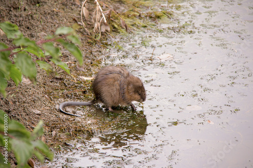 Wild Muskrat