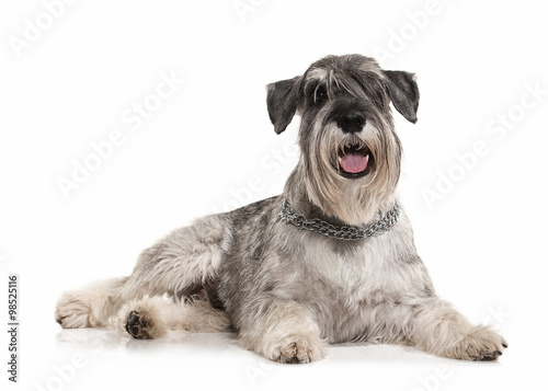 Dog. Miniature schnauzer on white background