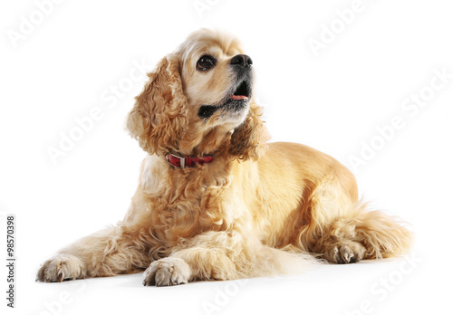 American cocker spaniel isolated on white