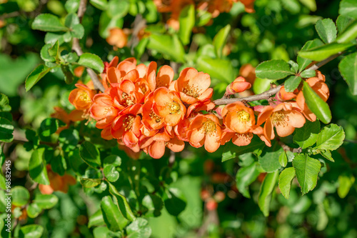 Flower of the Japanese quince