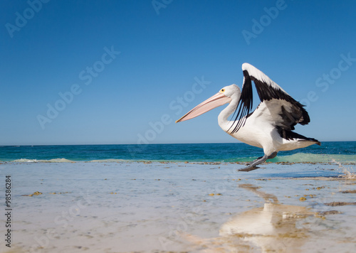 Australia, Yanchep Lagoon, 04/18/2013, Australian pelican taking off in flight from an australian beach