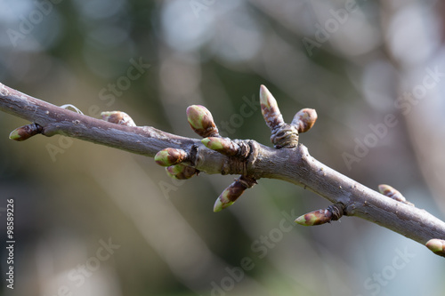 Zweig mit Knospen