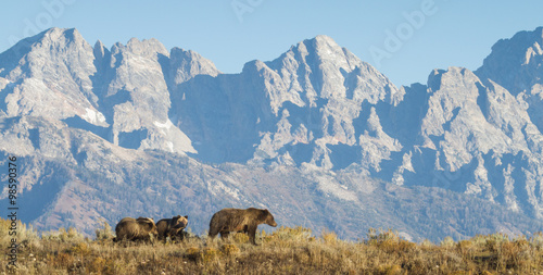 a sow grizzly bear mother leads two cubs along a ridge in front of a dramatic mountain range