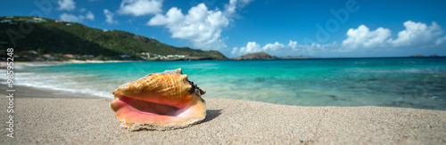 Shell in a Caribbean beach