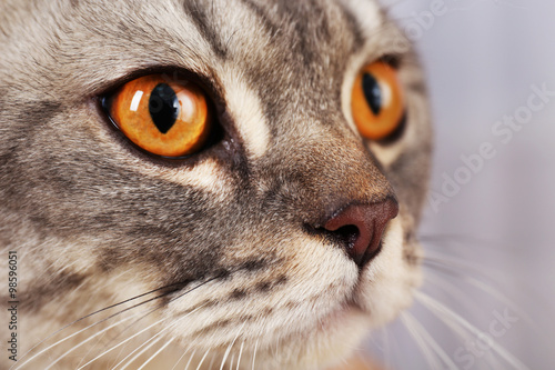 Portrait of grey cat, close up