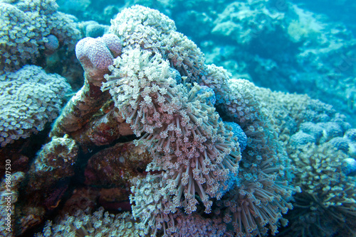 coral reef with soft coral Sessile Xenia in tropical sea , underwater