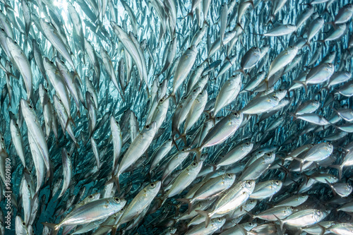 sardine school of fish underwater