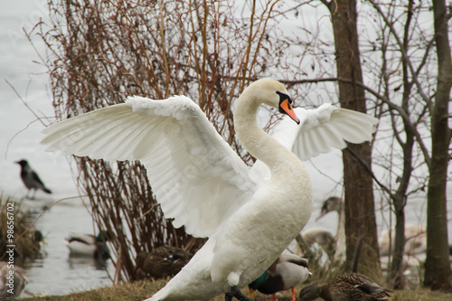 cob-swan 