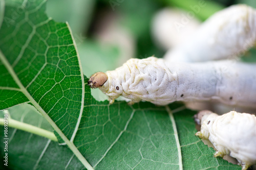 Close up Silkworm eating mulberry green leaf