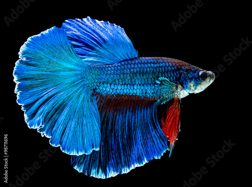 abstract siamese fighting fish