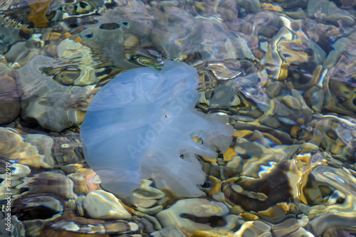 Голубая медуза на мелководье около берега Черного моря