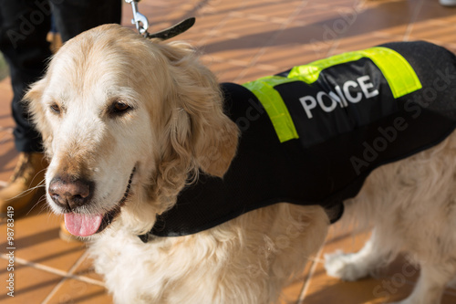 Police dog with distinctive