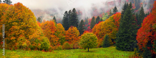 Misty autumn Transcarpathia