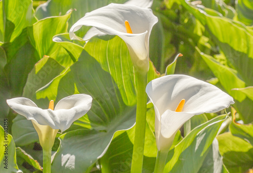 arums sauvages, île de la Réunion